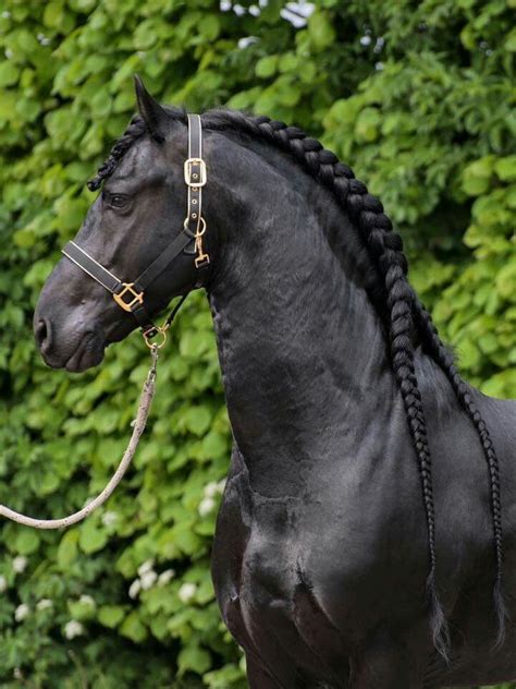 friese stal hermes|Friesian Horses Hermes .